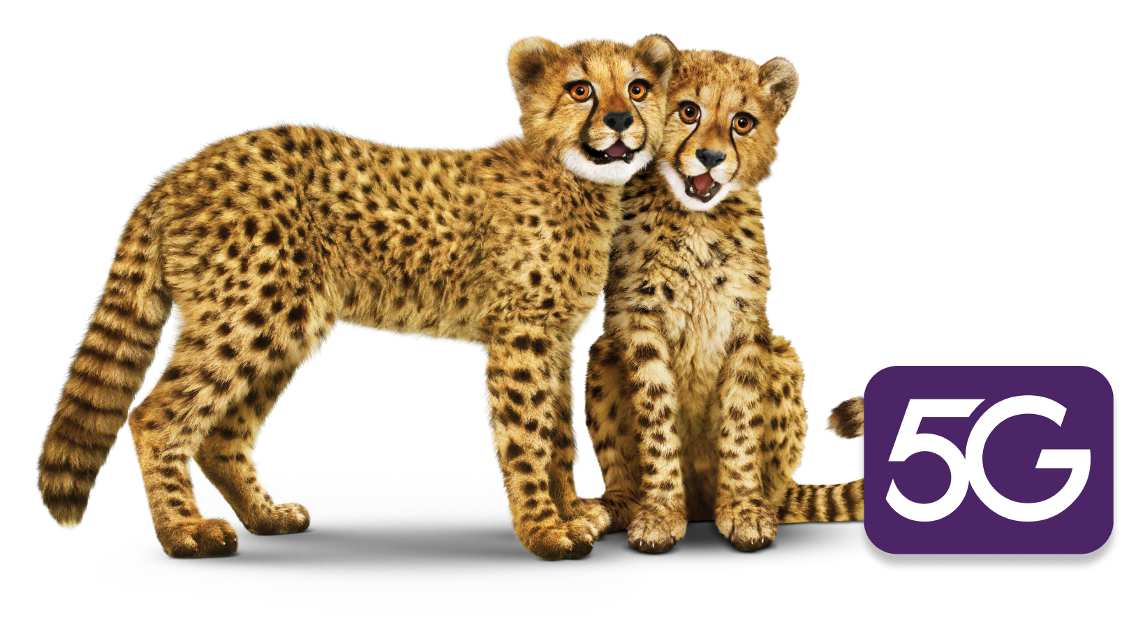 Deux jeunes guépards près d’un logo 5G symbolisant les vitesses ultrarapides du réseau de TELUS.