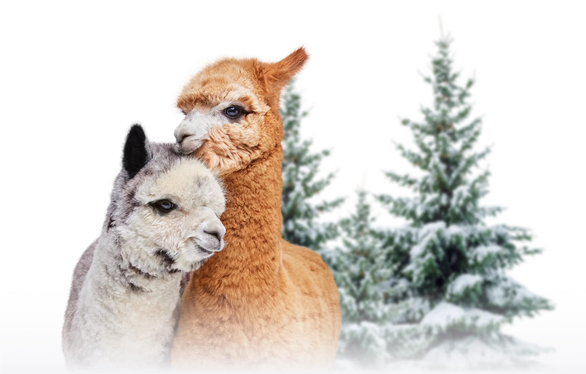 Two alpacas snuggling in front of snowy evergreens.