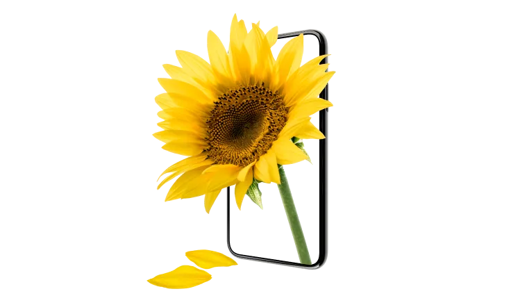 A yellow sunflower blossoms out of a smartphone frame, with two fallen petals lying beneath it.