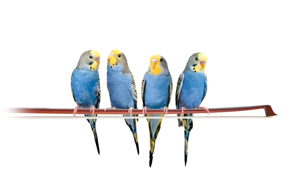 Une famille de quatre perruches bleues et jaunes est assise ensemble sur un archet de violon.