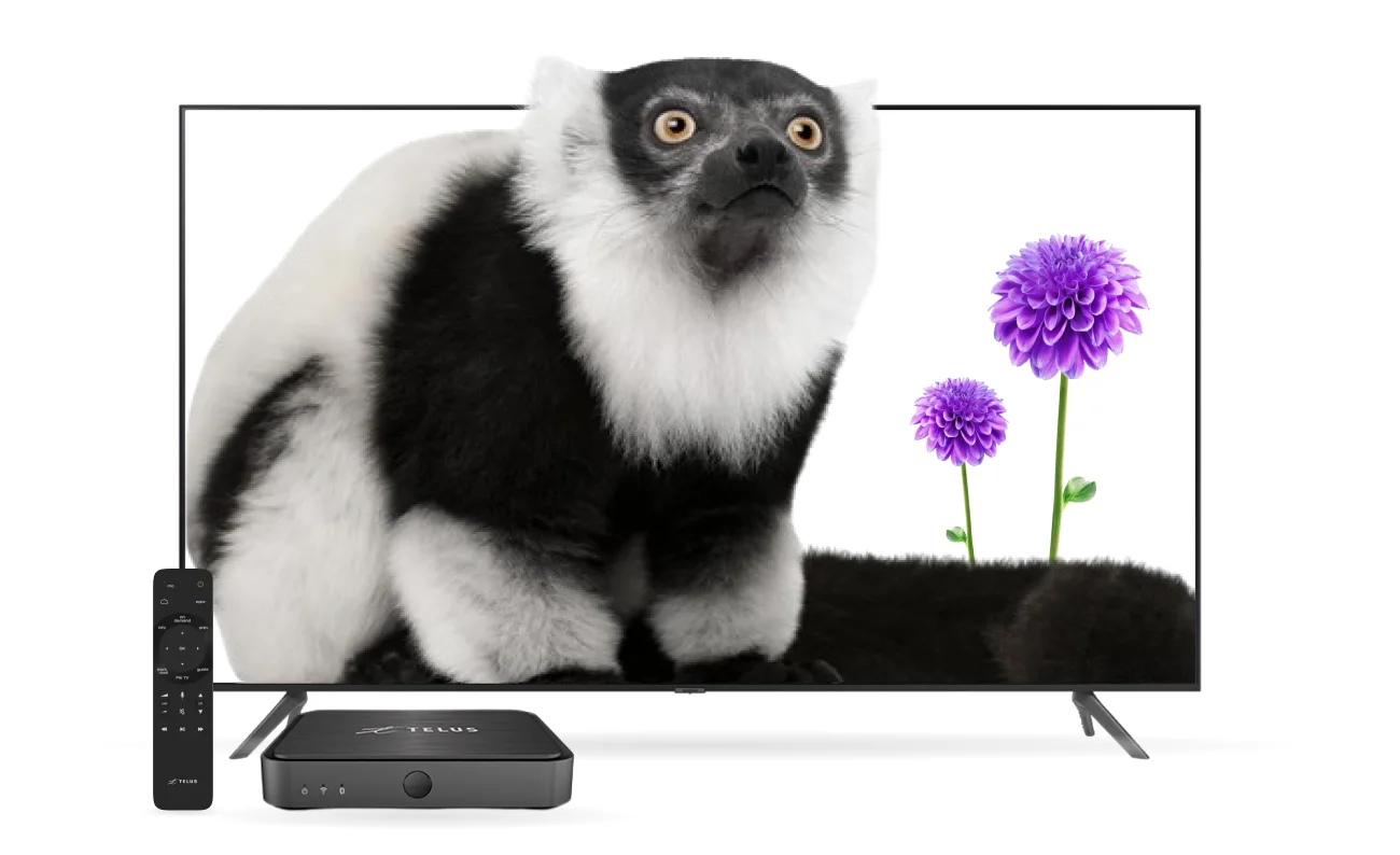 An image showing a TV with a lemur and a TV Box with control beside it.