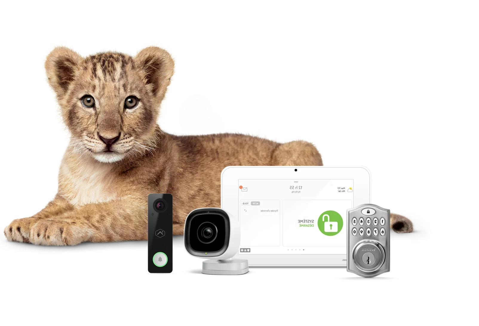 A lion is surrounded by TELUS SmartHome Security devices like outdoor and doorbell cameras. 