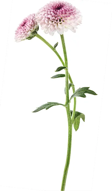 AT&T Inc. (T) visual data 5