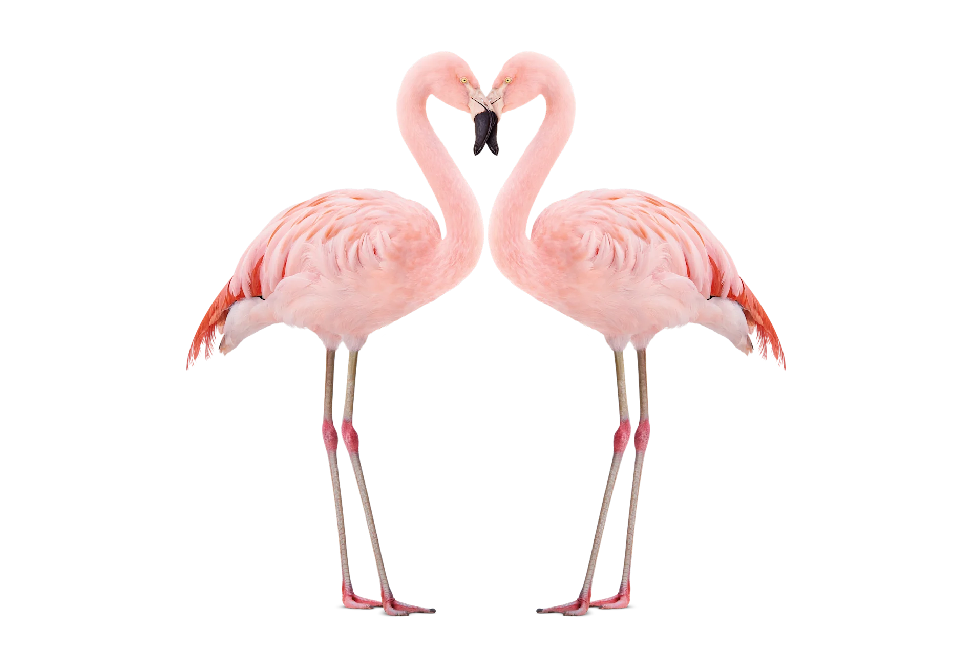 A TELUS Flamingo critter.