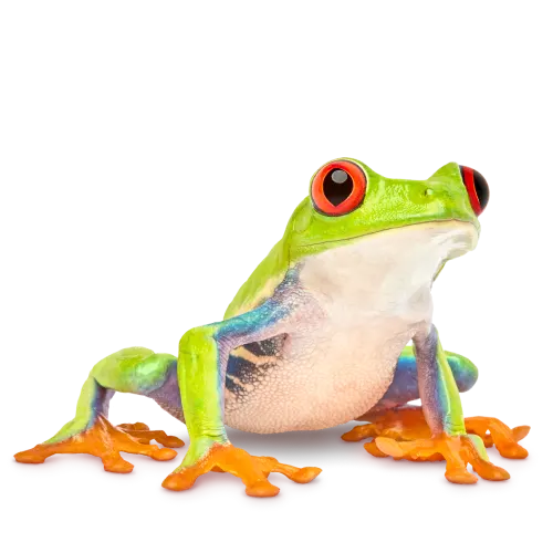 A red-eyed tree frog sitting.