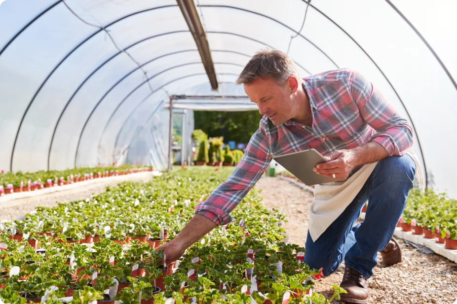 Farmer tends rows of plants while using a tablet inside a greenhouse tunnel.