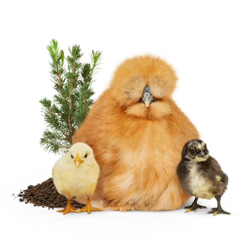 A Mother Hen sitting in front of a sapling with two baby chicks on either side of her.