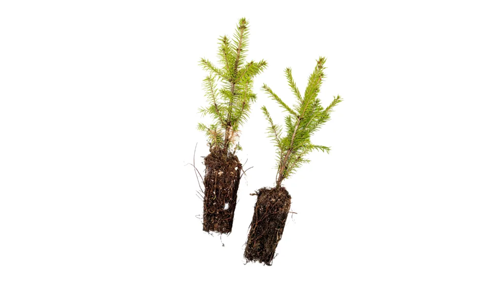 Two tree seedlings side-by-side.