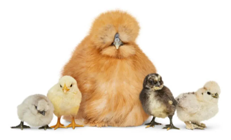 An image showing a family of chickens.