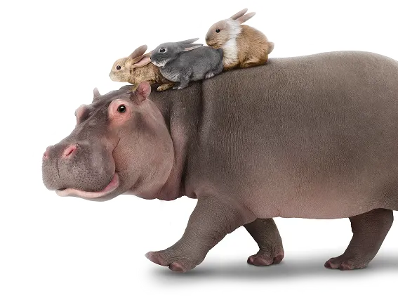 Trois lapins chevauchant un hippopotame.