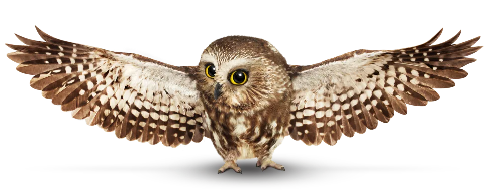 A brown owl spreading its wings