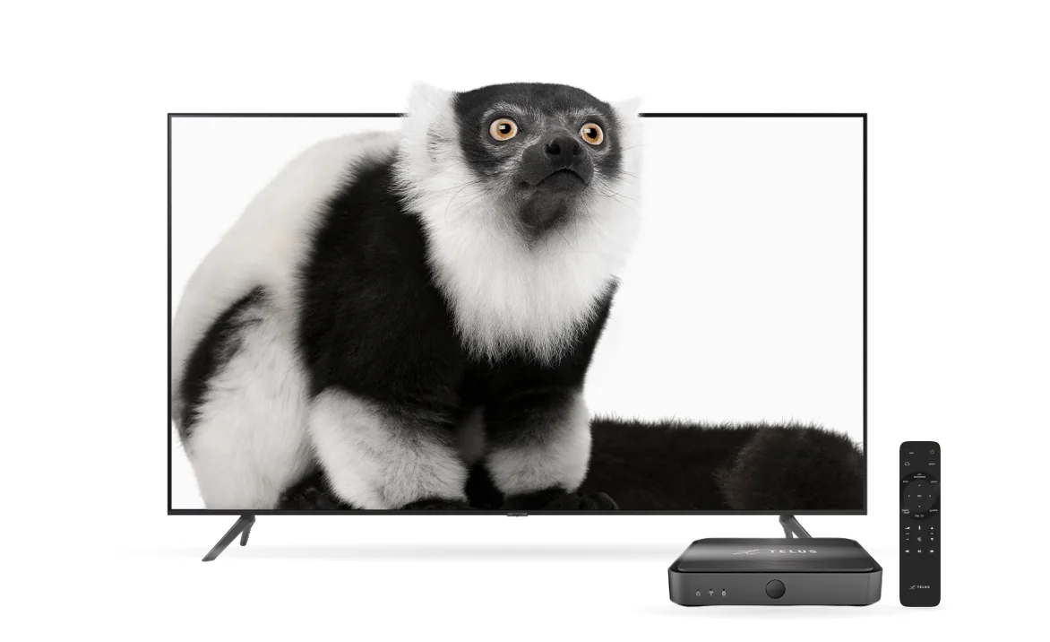 Free 55” Samsung 4K TV with image of a lemur.