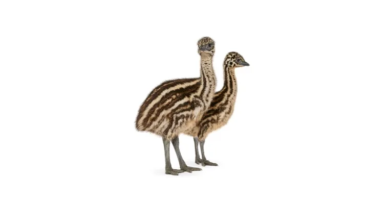 Bring-it-back-emu