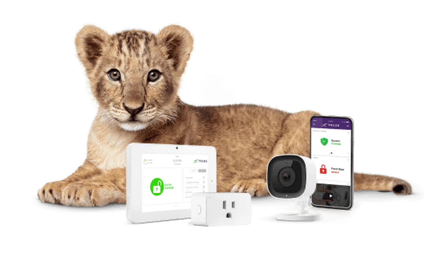 An image showing a lion cub with various SmartHome Security devices.