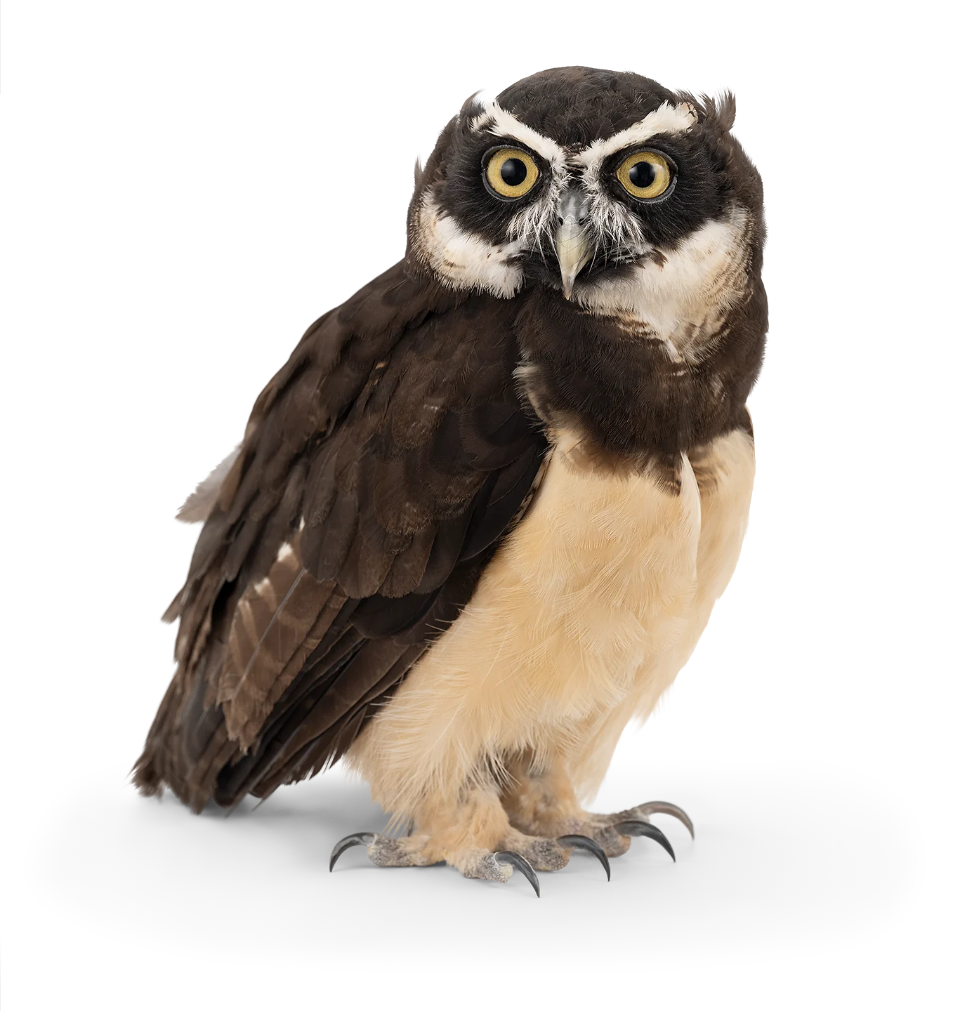 An image of a spectacled owl.