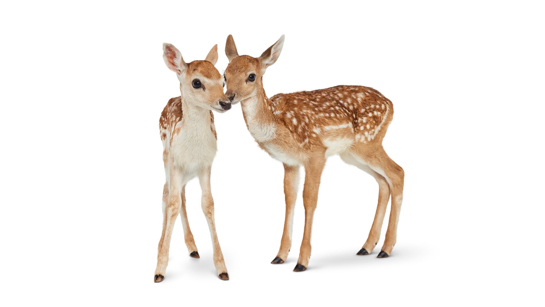 Two young deer.