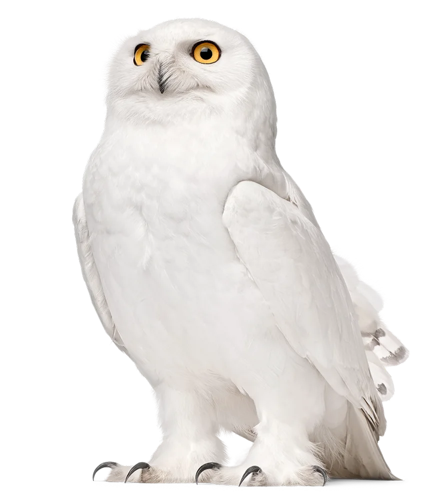 Snowy owl next to the 2025 at a glance financial summary