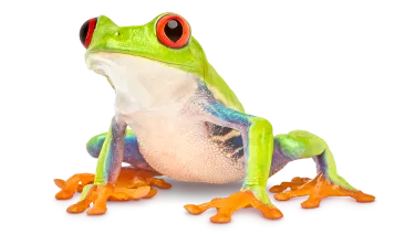 A red-eyed tree frog sitting.