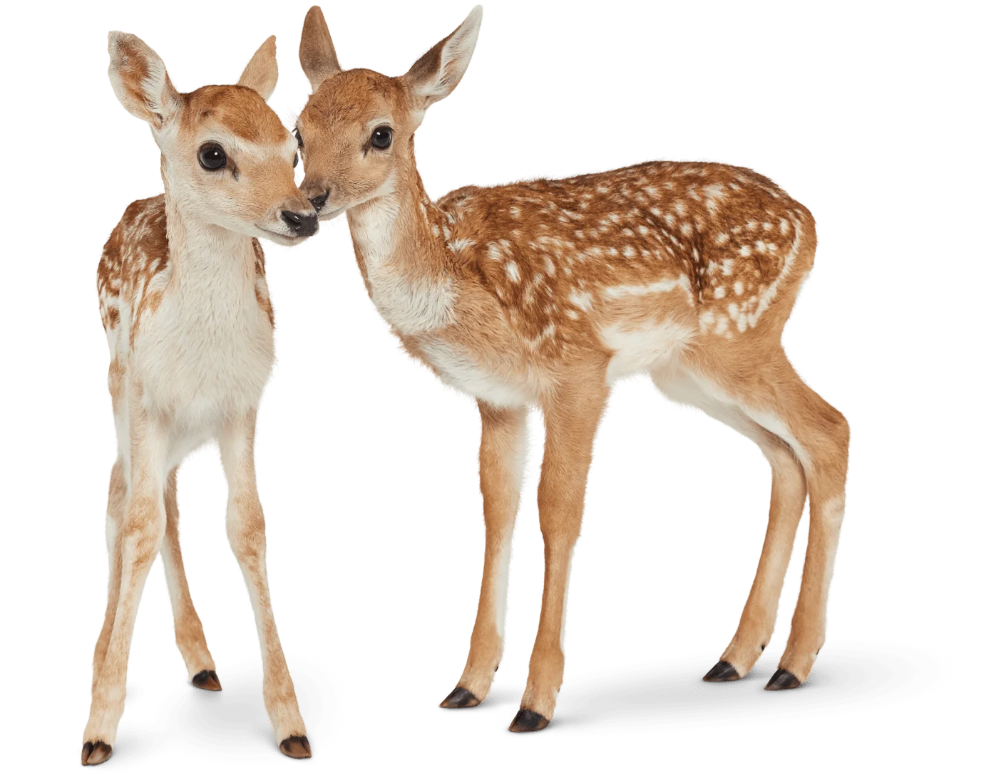 Two fawns standing together and touching noses.