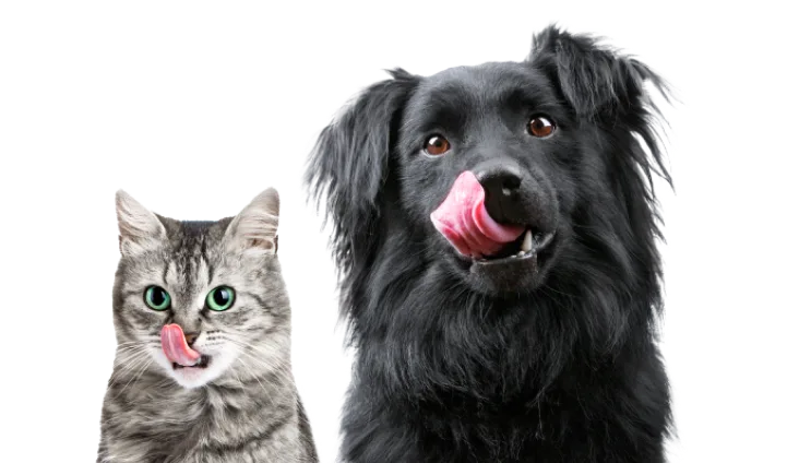 A cat and a dog licking their lips.