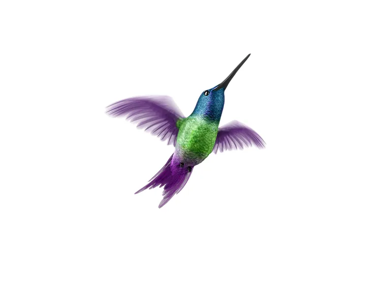 Animal-vedette de TELUS : un colibri coloré en plein vol.