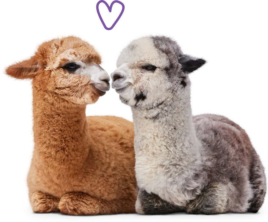 Two seated alpacas with a heart drawn between their heads