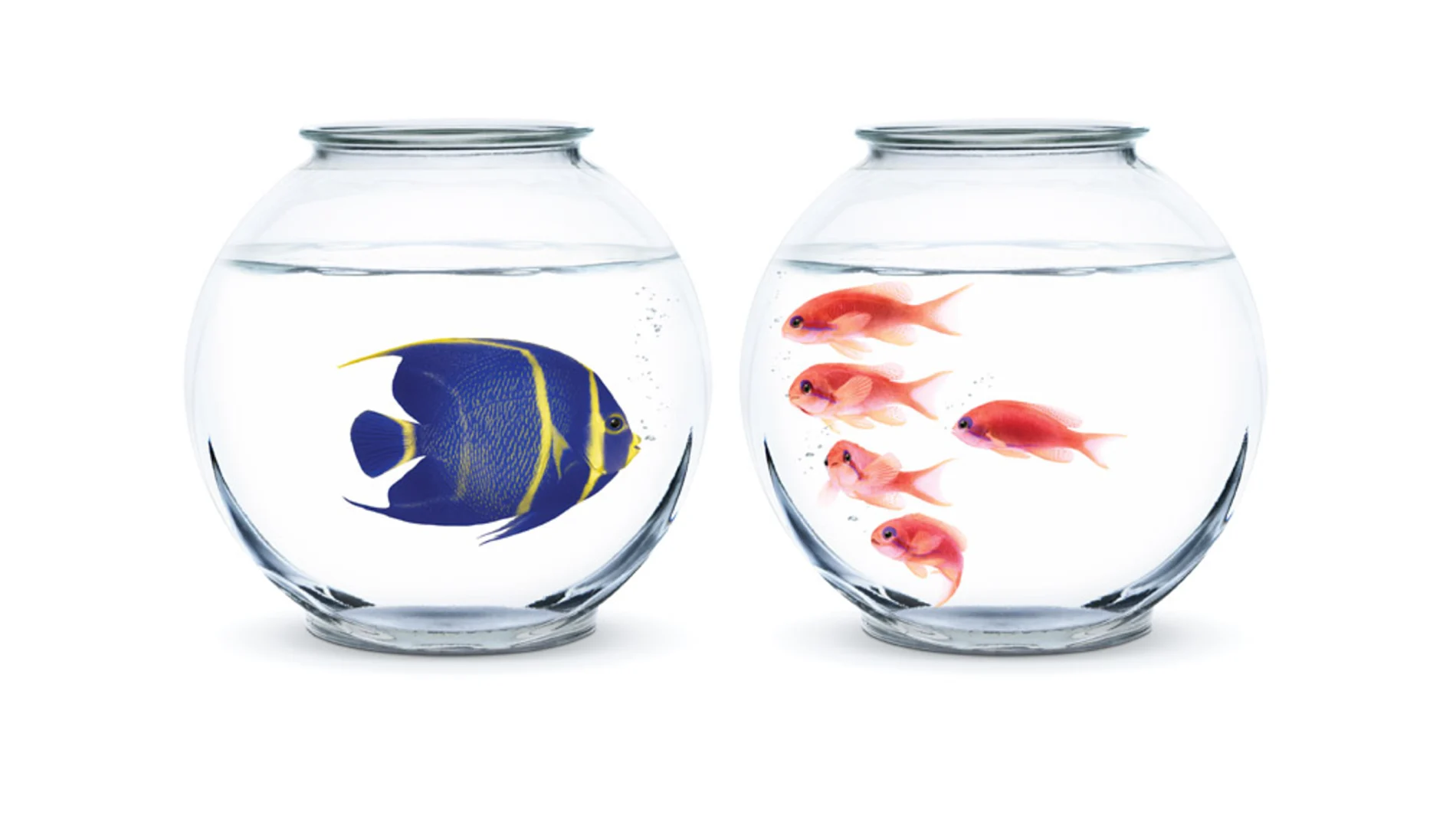 A blue fish in a fish bowl staring at five pink fish in a fish bowl next to it.