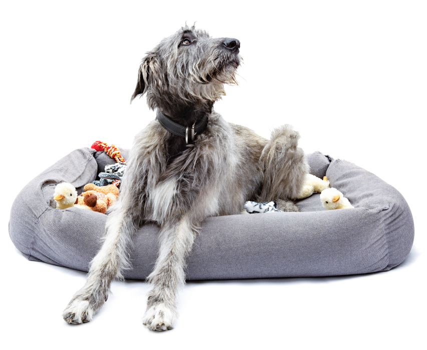 Darren’s dog, Riley, sitting on a dog bed filled with TELUS plush critter toys. 