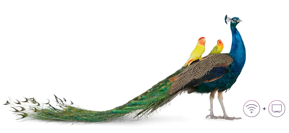 An image showing a peacock with two lovebirds riding at the back. Internet and TV Icon can be seen at the lower right part of the image.