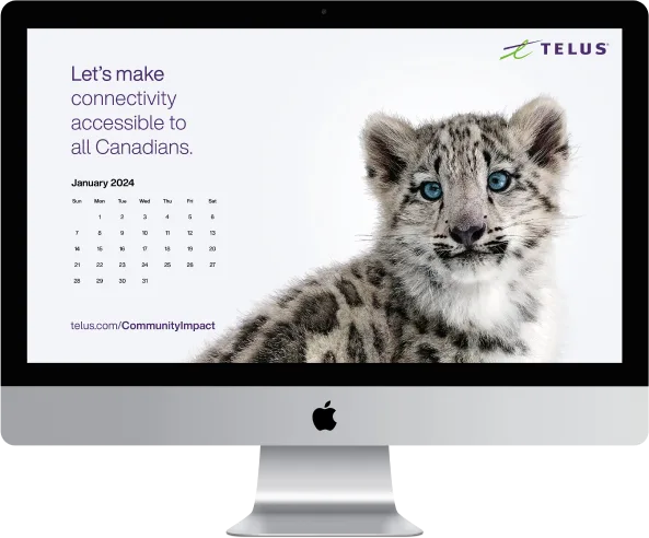 A desktop monitor displaying a TELUS calendar-inspired wallpaper of a snow leopard.