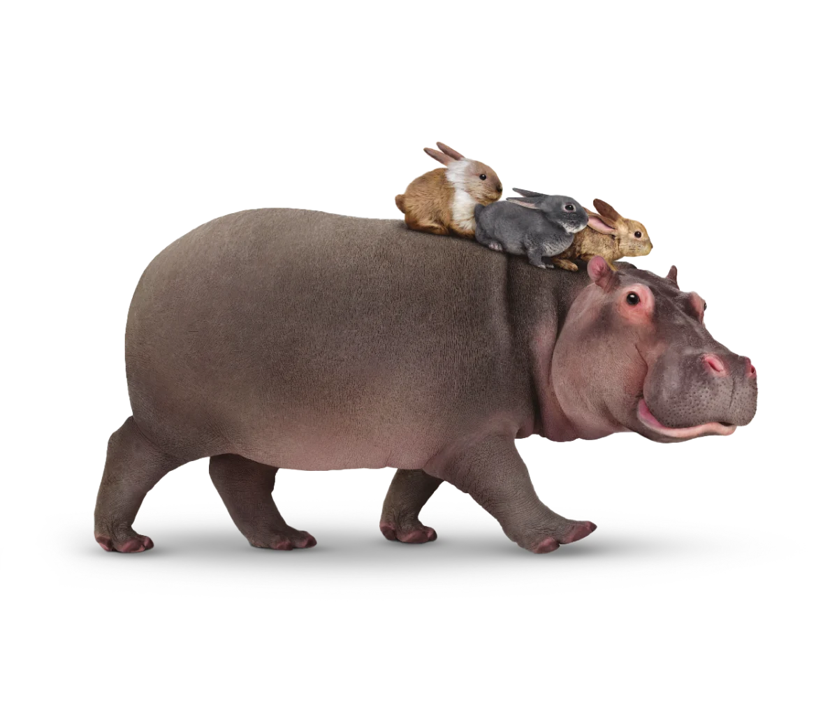A hippopotamus brings his three bunny friends over to big savings on TELUS mobility