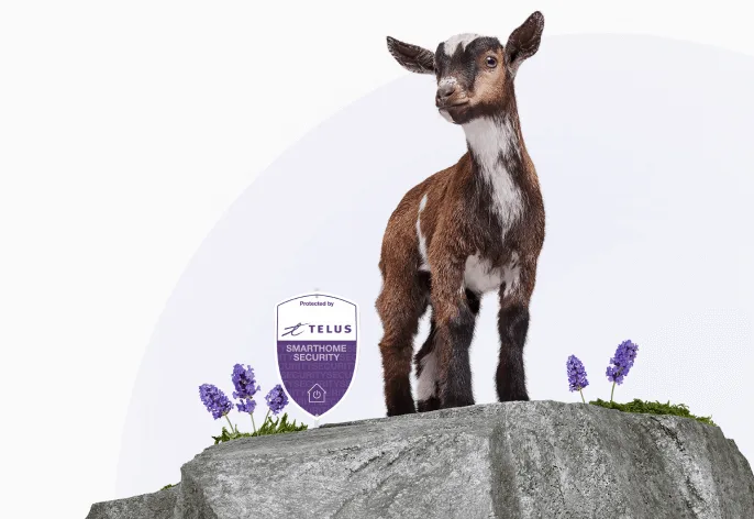 Goat standing on rocky outcrop with TELUS security shield logo