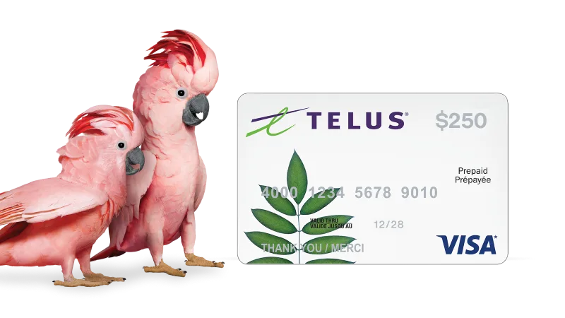 A laptop and a TELUS Wi-Fi modem. The laptop screen displays a hummingbird hovering next to a fibre optic cable.