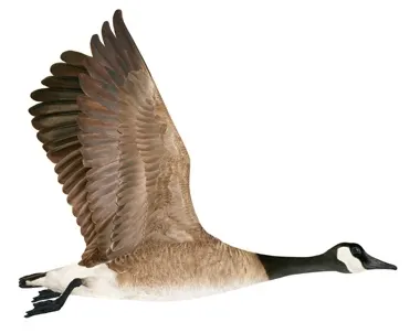 A migrating Canada goose in flight.