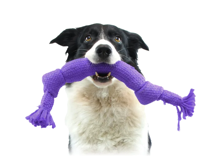 A black and white dog carrying a TELUS purple chew toy in its mouth.