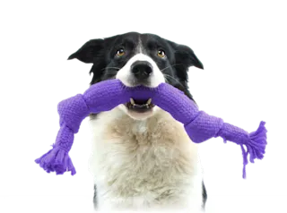 A black and white dog carrying a TELUS purple chew toy in its mouth.