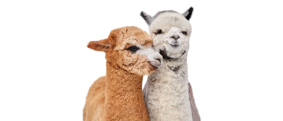 A close up of two baby alpacas