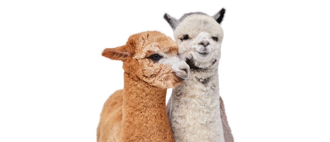 A close up of two baby alpacas