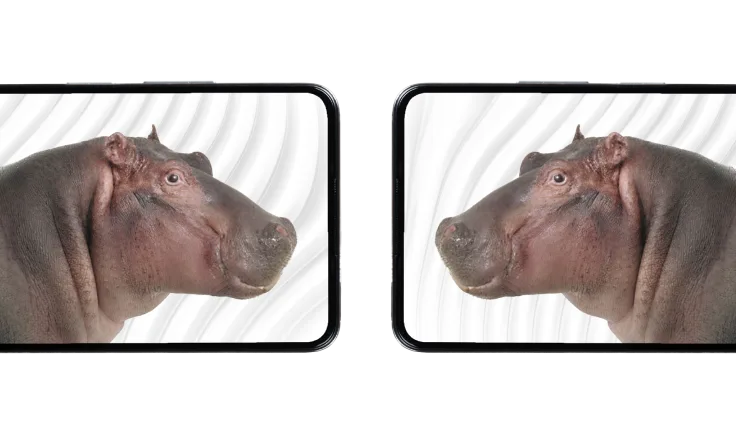 Two hippos facing each other on the screens of two smartphones.