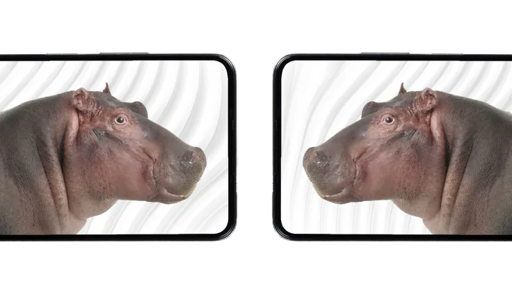 Two hippos facing each other on the screens of two smartphones.