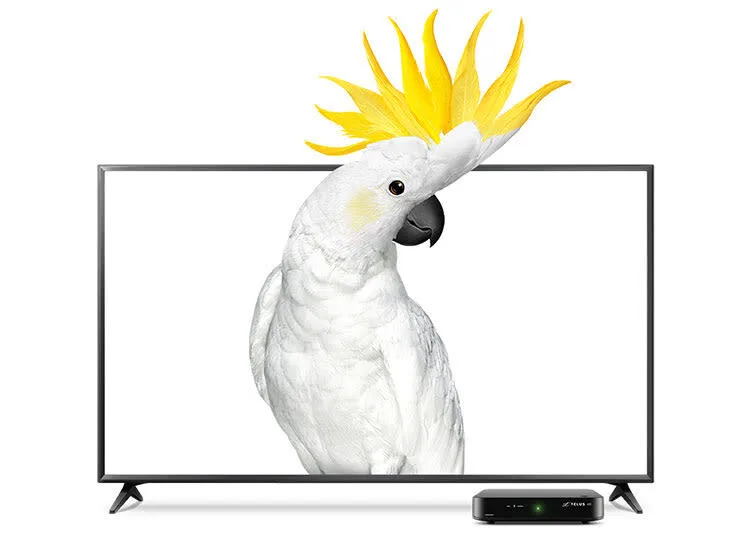 An image showing a A 55” Samsung 4k TV featuring a TELUS Cockatoo.