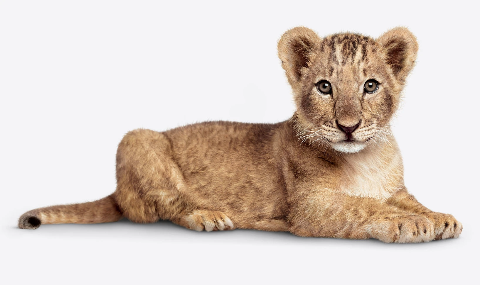 A lion cub gazing straight ahead