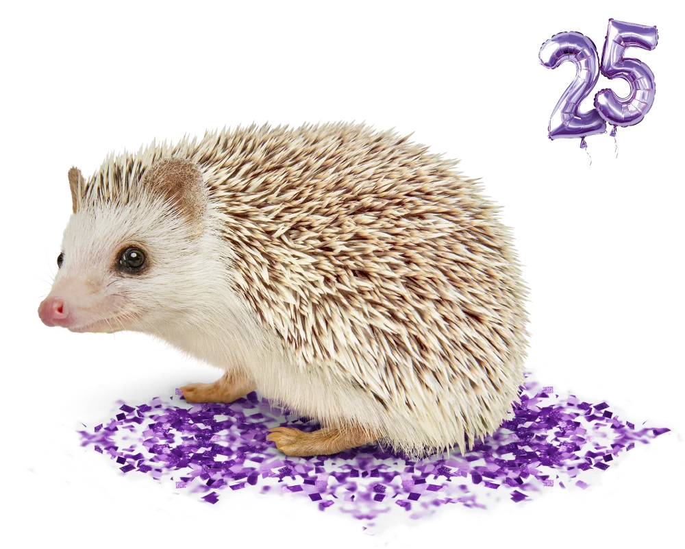 A hedgehog stands amongst purple glitter while 2 purple balloons forming a '25' float to the right.