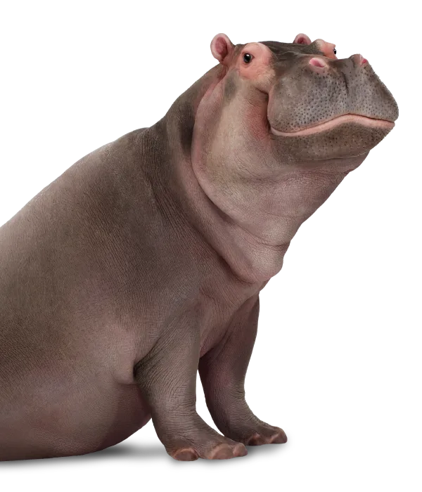 Hippo