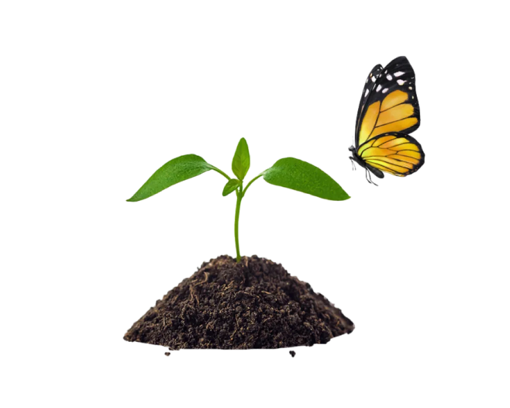 Une plante commence à germer hors du sol tandis qu’un papillon vole à proximité.