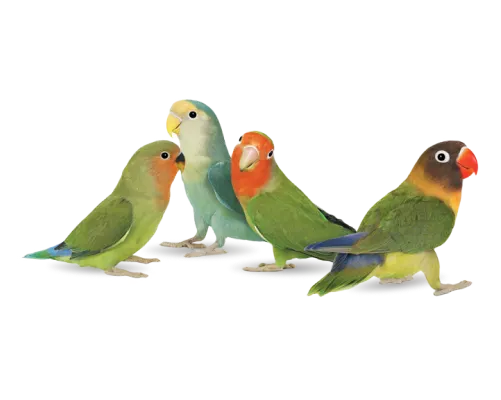 A family of four parakeets standing together representing our TELUS family discount.