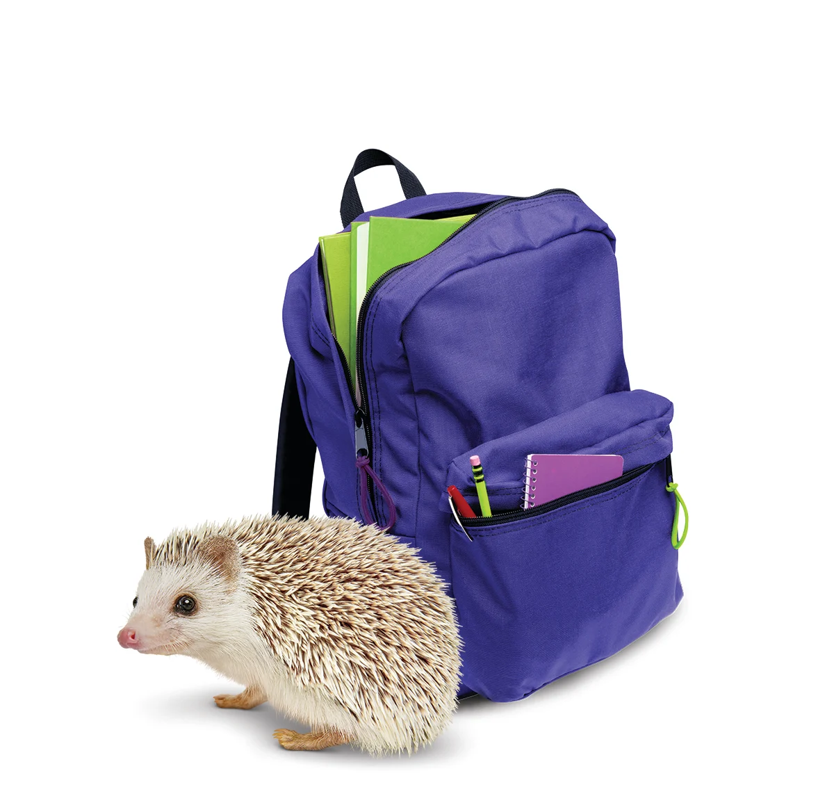An image of a purple backpack next to a TELUS Hedgehog critter.