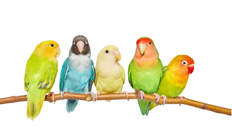 Five multi-coloured parakeets perched together on a branch.