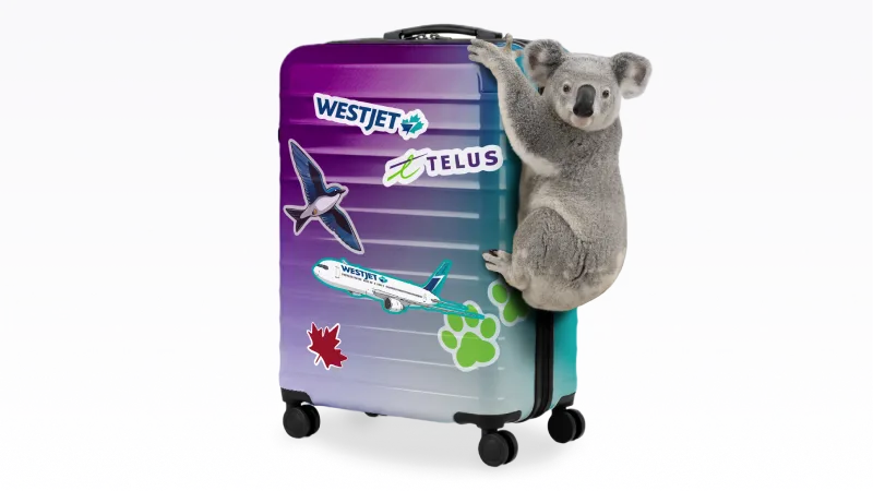 A Koala Bear hanging onto a hard-shelled blue and purple gradient suitcase covered in various stickers to represent travel.