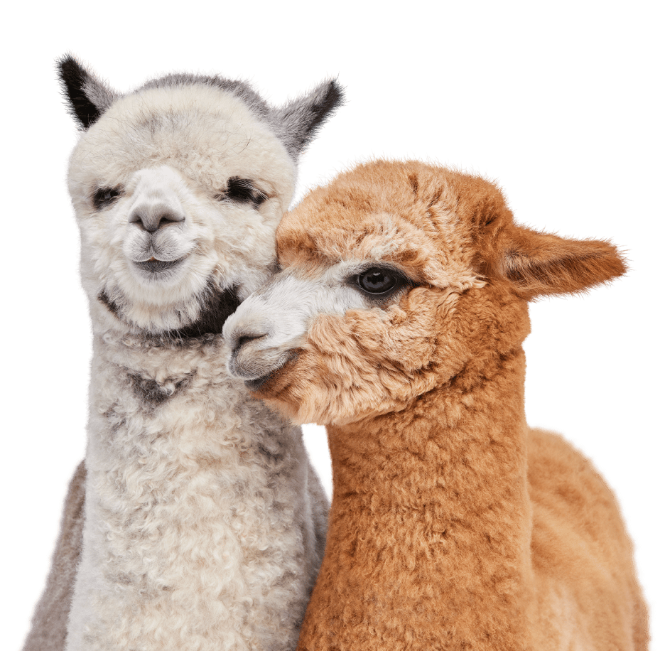 A pair of TELUS critter alpacas